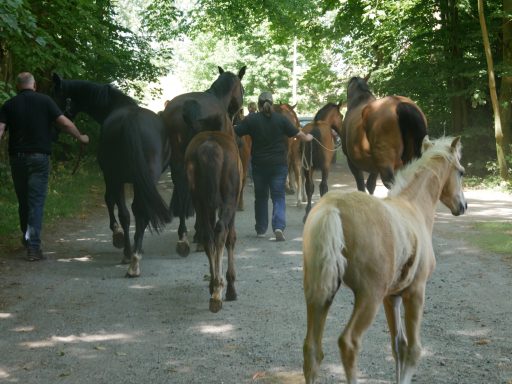 Zurück auf die Fohlenweide