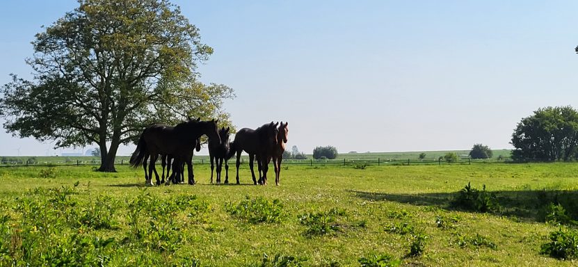 Junge Stuten auf der Dorfweide