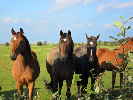 Jungstuten auf der Weide