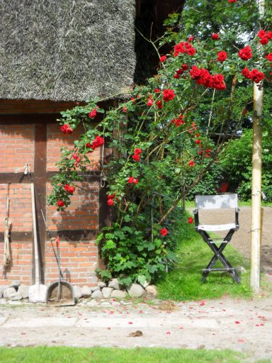 Kletterrose am Dressurplatz