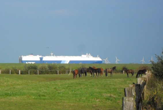 Pferde weiden an der Elbe