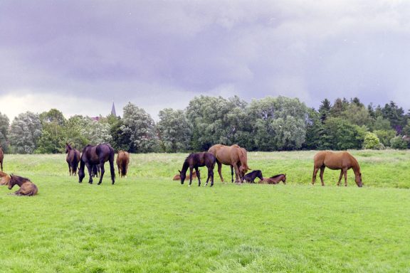 Stuten und Fohlen auf der Weide